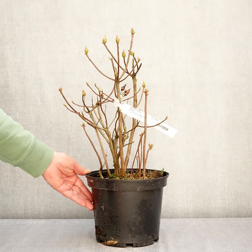 Spécimen de Azalée de Chine Gibraltar - Azalea mollis Pot de 4L/5L tel que livré en hiver