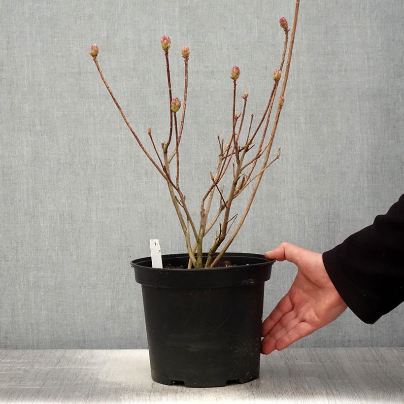 Azalea mollis Kosters Brilliant Red 4L/5L pot sample as delivered in spring