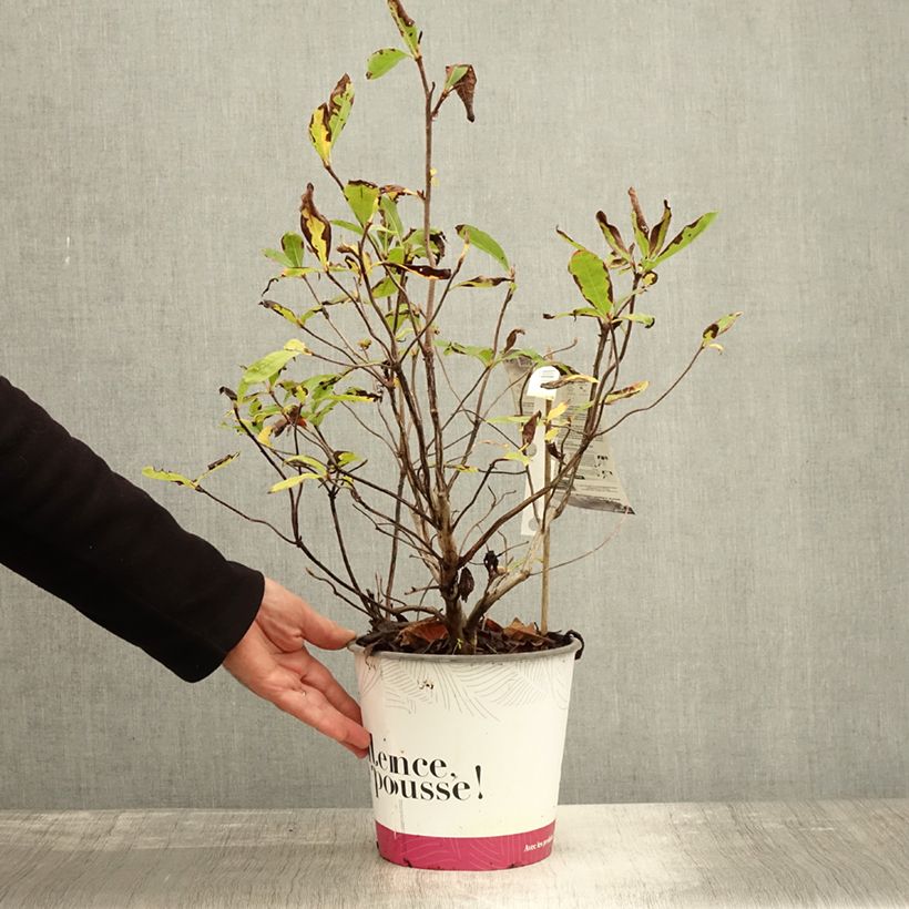 Spécimen de Azalée de Chine Lingot d'Or - Rhododendron hybride Pot de 4L/5L tel que livré en automne
