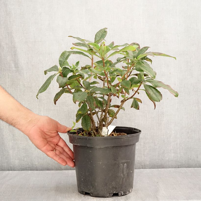 Spécimen de Azalée de Chine Mary Poppins Pot de 4L/5L tel que livré en automne