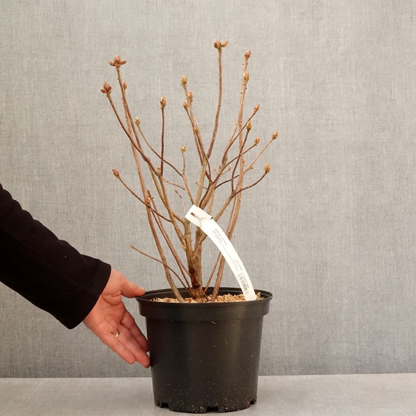 Azalea Mary Poppins Maceta 4L/5L Ejemplar entregado en la primavera