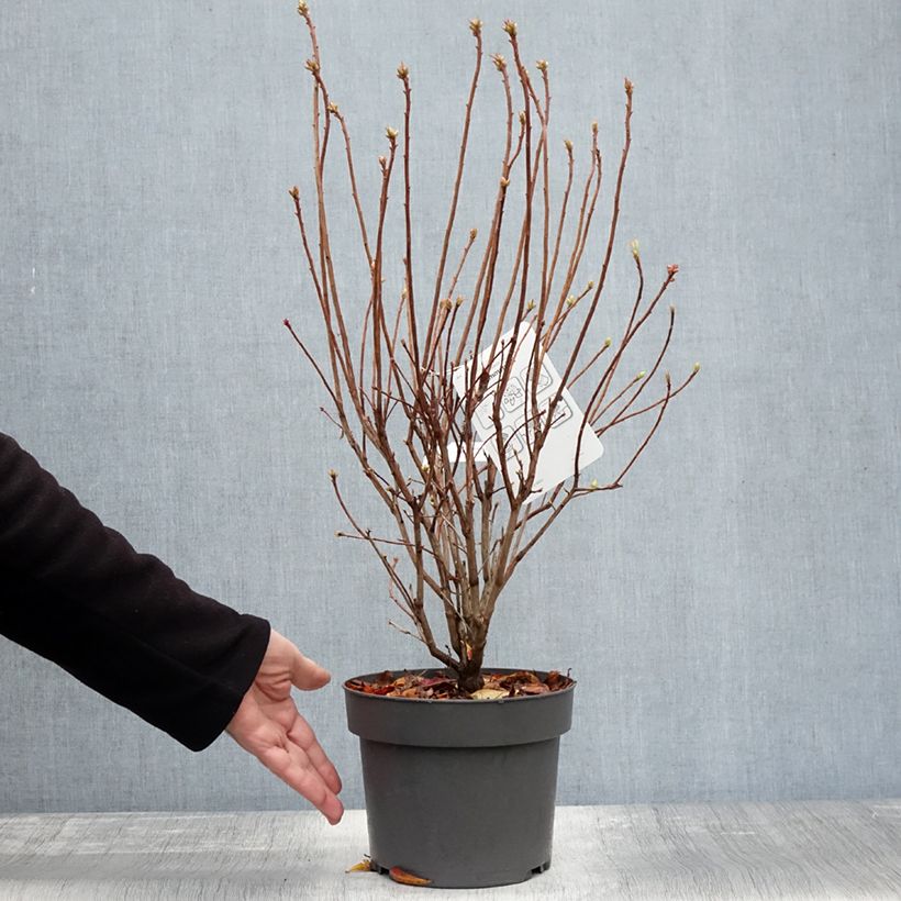 Spécimen de Azalée de Chine Sommerduft - Rhododendron viscosum Pot de 4L/5L tel que livré en automne