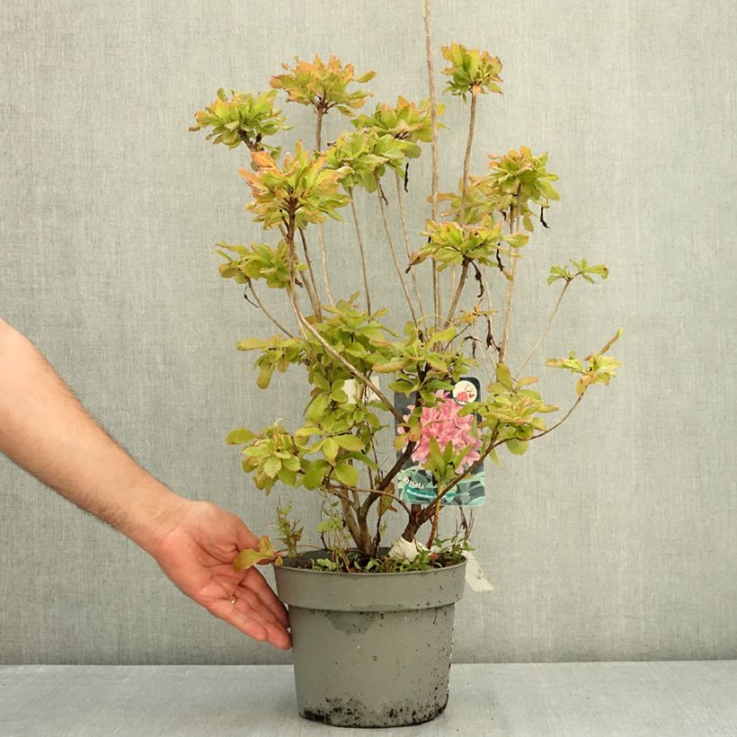 Spécimen de Azalée de Chine Rosata - Rhododendron viscosum  Pot de 4L/5L tel que livré en été