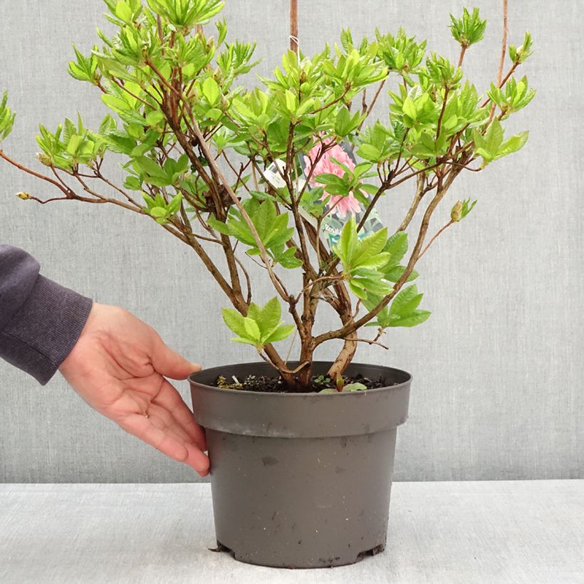 Spécimen de Azalée de Chine Rosata - Rhododendron viscosum  Pot de 4L/5L tel que livré au printemps