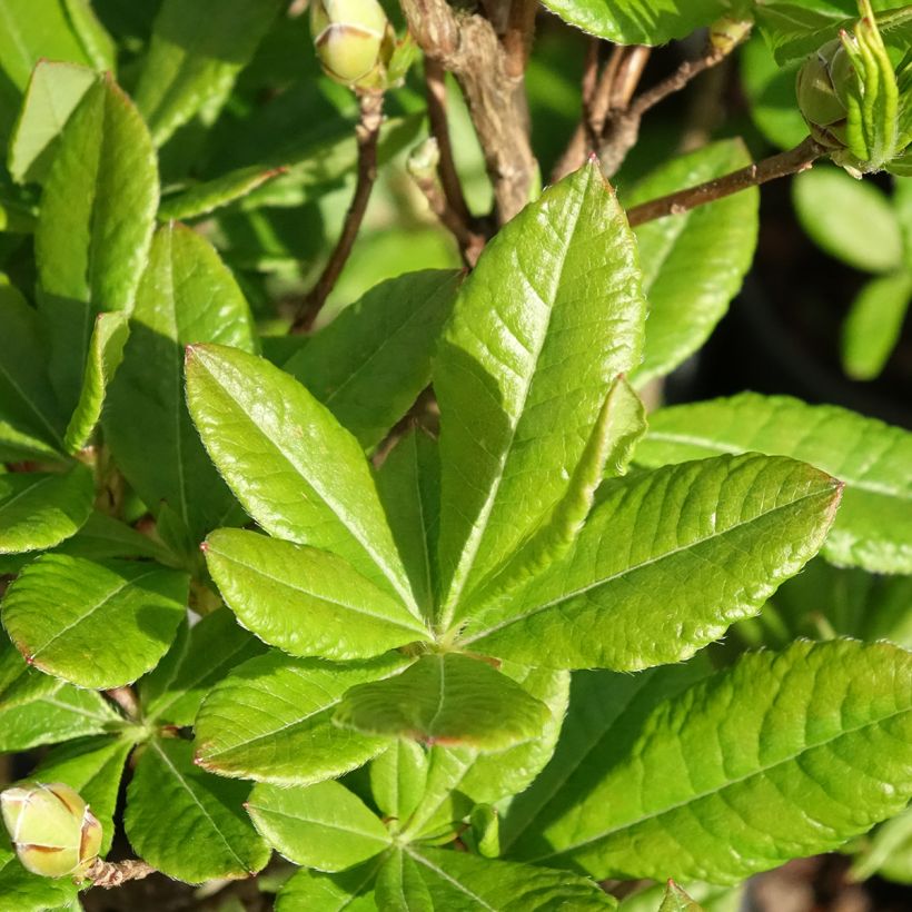 Azalée de Chine Rosata - Rhododendron viscosum  (Feuillage)