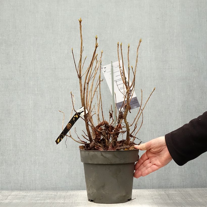 Spécimen de Azalée de Floride - Rhododendron austrinum Pot de 4L/5L tel que livré en automne