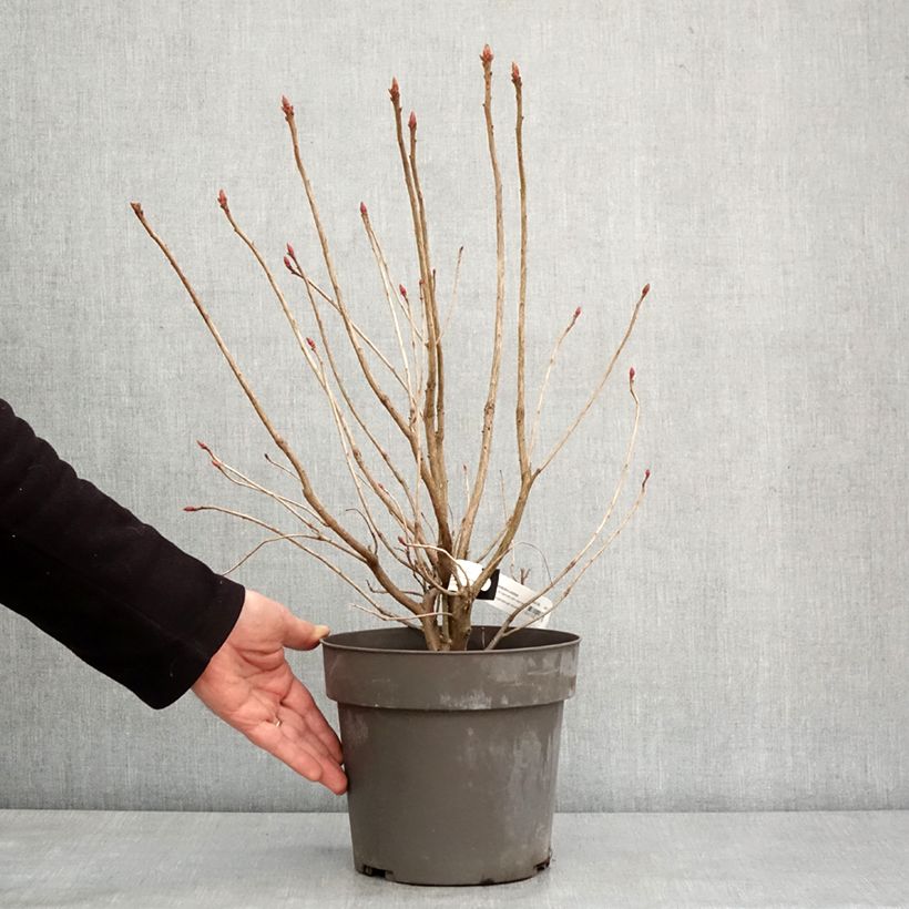 Spécimen de Azalée de Floride - Rhododendron austrinum Pot de 4L/5L tel que livré en hiver