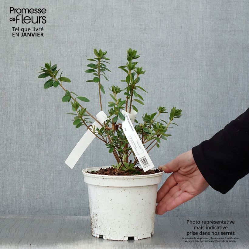 Spécimen de Azalée du Japon Adonis - Rhododendron hybride. Pot de 2L/3L tel que livré en hiver