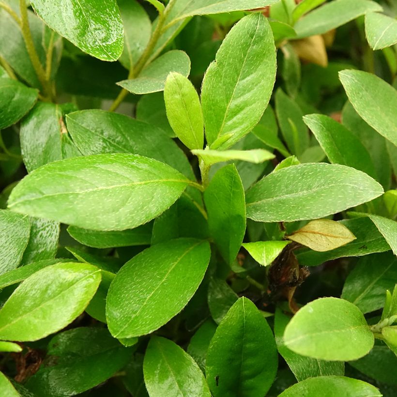 Azalée du Japon Al's Picotee - Rhododendron hybride (Feuillage)