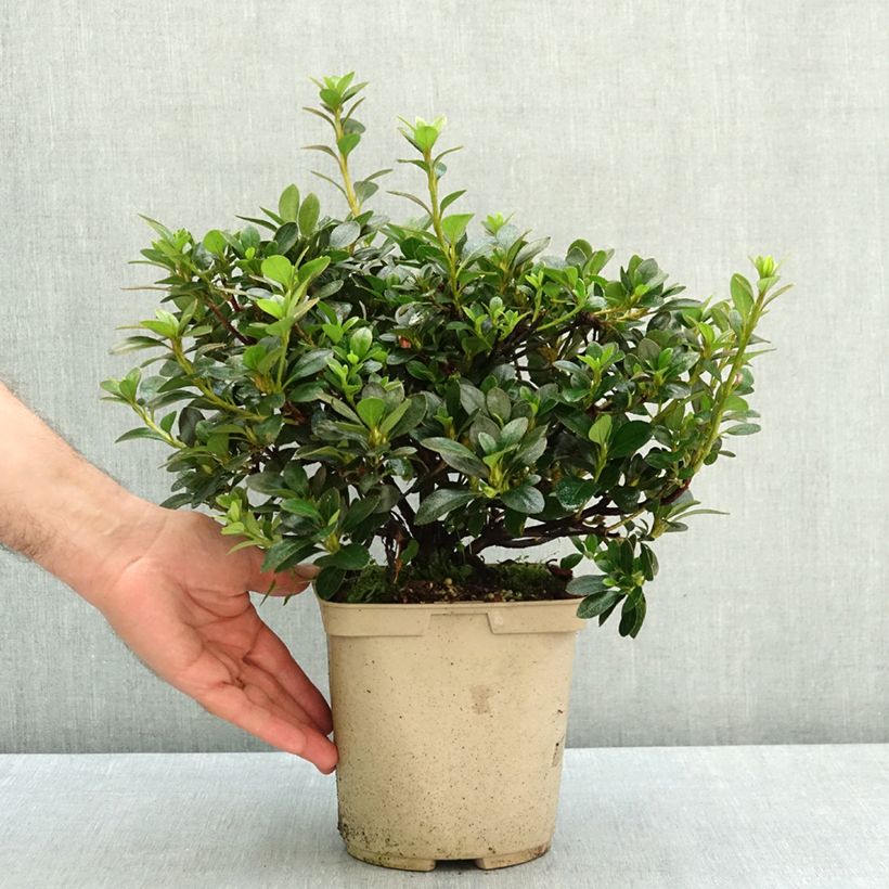 Spécimen de Azalée du Japon Blue Moon - Rhododendron hybride Pot de 3L/4L tel que livré en été