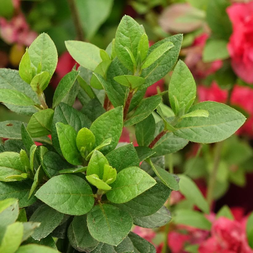 Azalée du Japon Christina - Rhododendron hybride. (Feuillage)