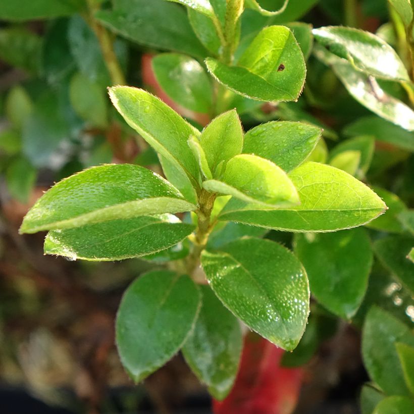 Azalée du Japon Elsie Lee - Rhododendron hybride (Feuillage)