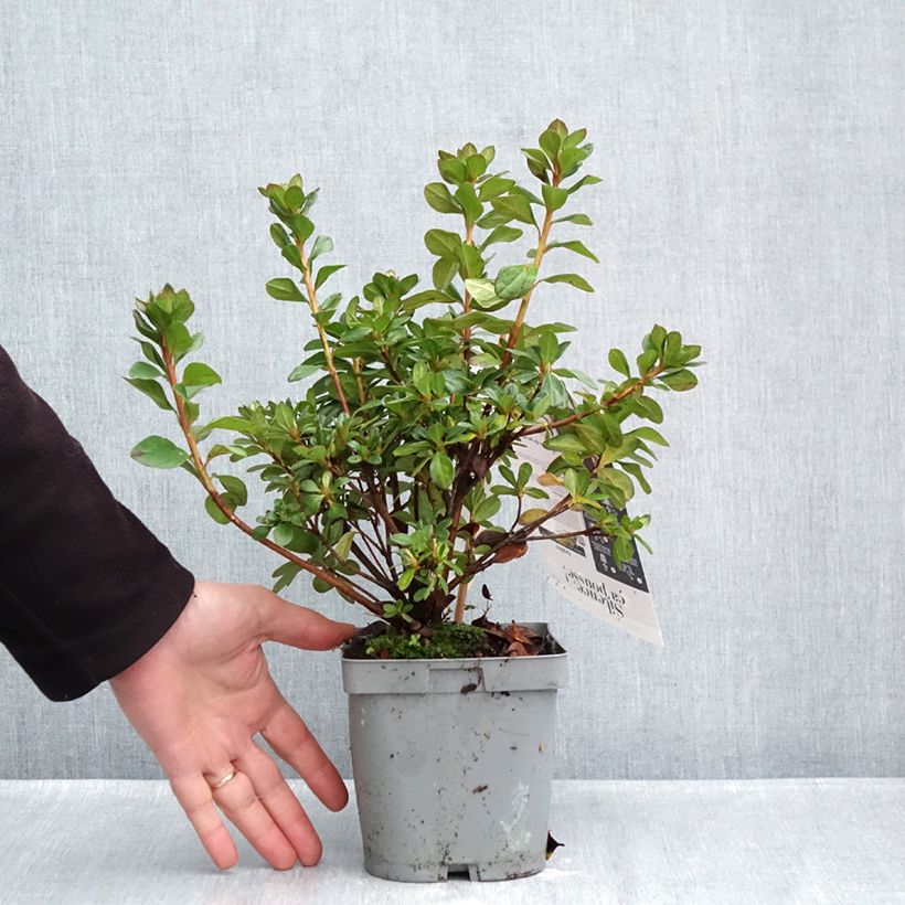 Spécimen de Azalée du Japon Flash Dance Pink – Rhododendron hybride Pot de 2L/3L tel que livré en automne