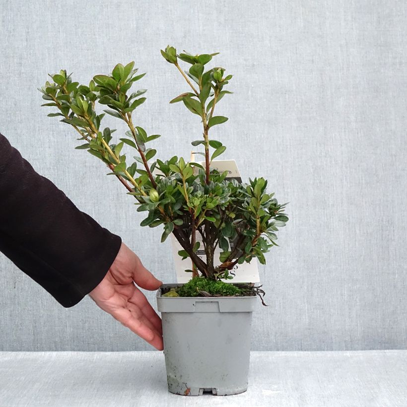 Spécimen de Azalée du Japon Flash Dance Salmon - Rhododendron hybride Pot de 2L/3L tel que livré en automne