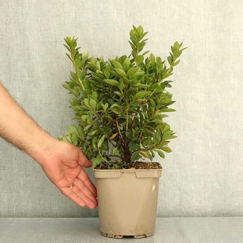 Spécimen de Azalée du Japon Greenway - Rhododendron hybride Pot de 3L/4L tel que livré en été