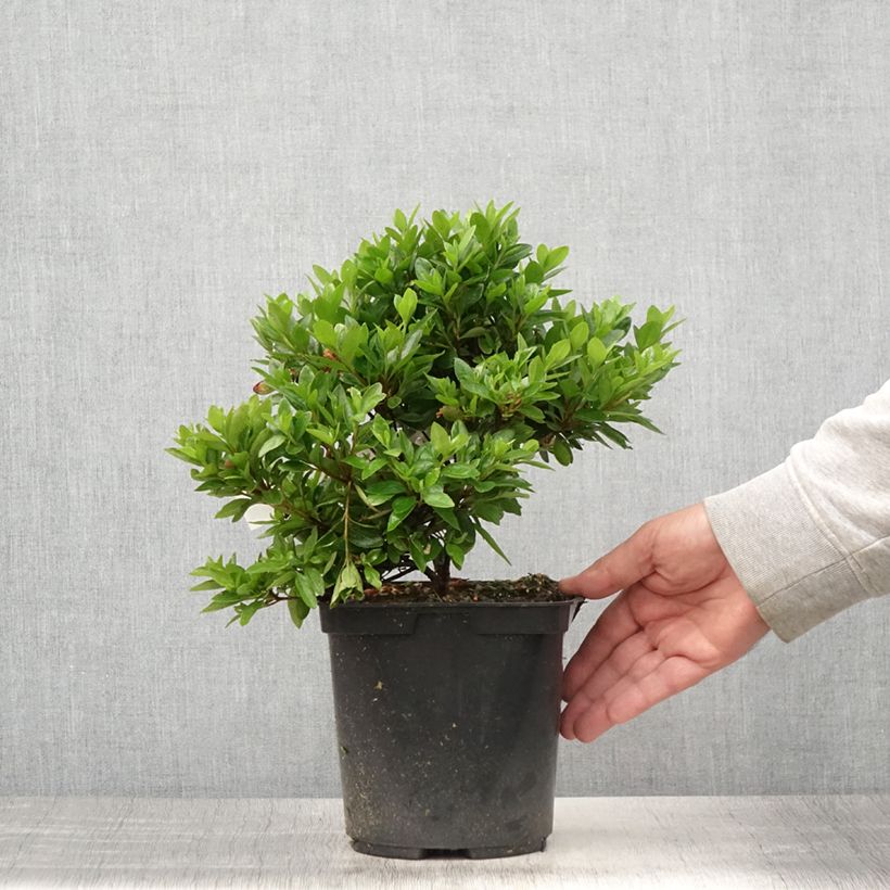 Spécimen de Azalée du Japon Kirin - Rhododendron hybride Pot de 2L/3L tel que livré en été