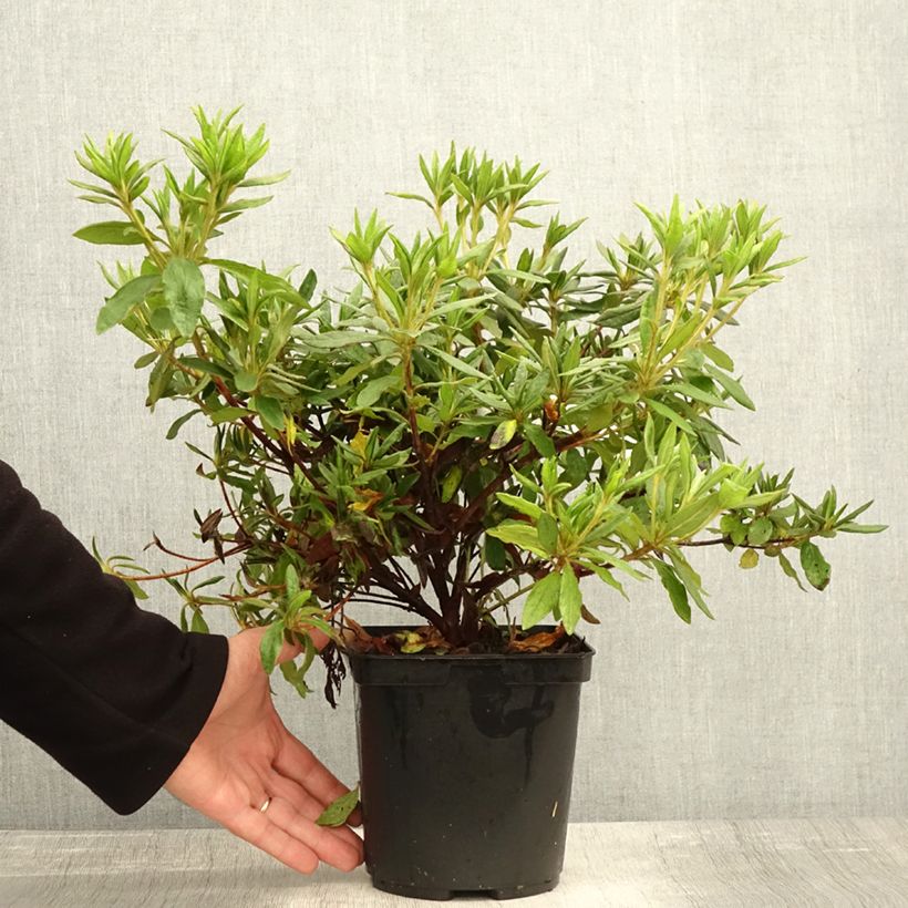 Spécimen de Azalée du Japon Koromo Shikibu - Rhododendron hybride Pot de 2L/3L tel que livré en automne
