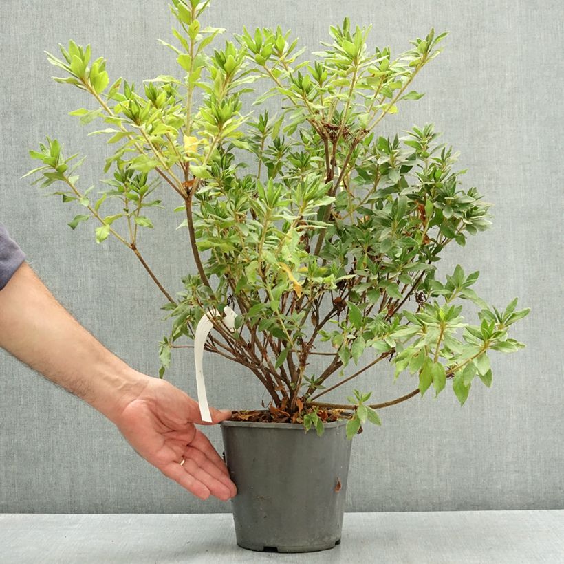 Spécimen de Azalée du Japon Koromo shikibu White - Rhododendron hybride Pot de 3L/4L tel que livré en été