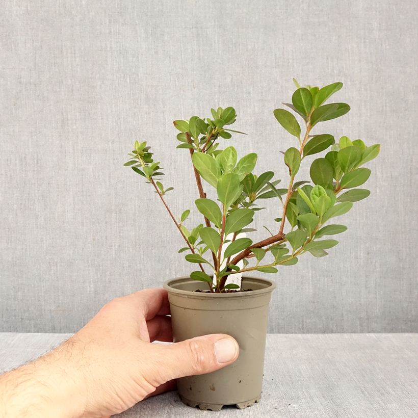 Spécimen de Azalée du Japon Moederdag - Rhododendron japonica Godet de 8/9 cm tel que livré en automne