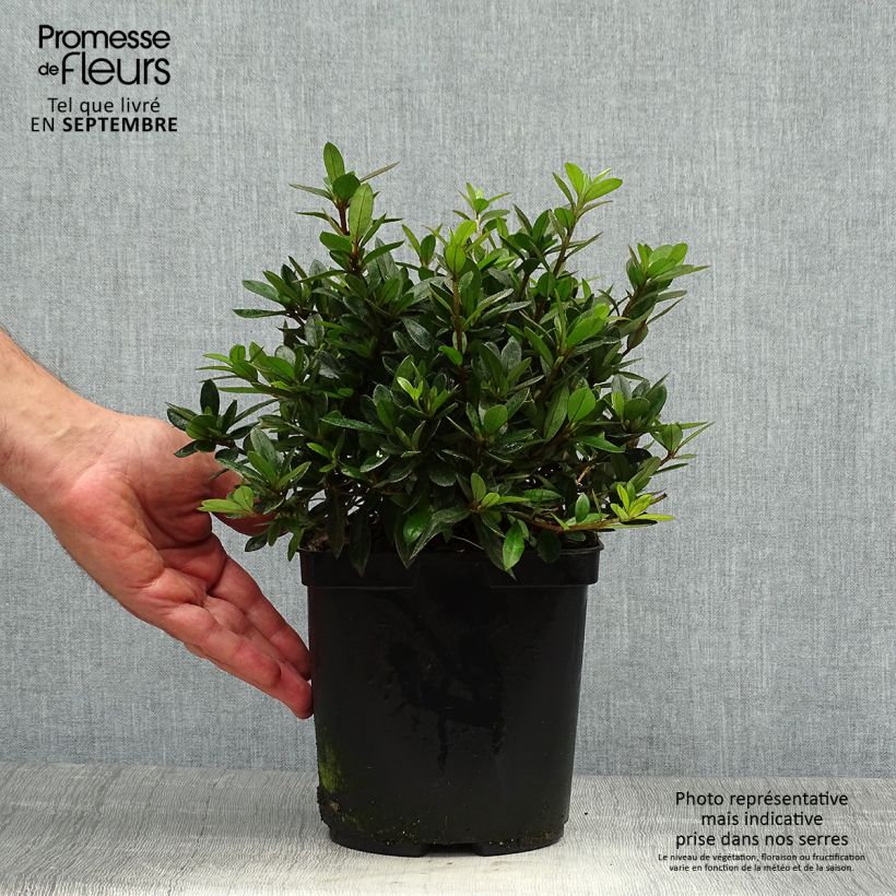 Spécimen de Azalée du Japon Nakaharai Orange - Azalea japonica Pot de 2L/3L tel que livré en automne
