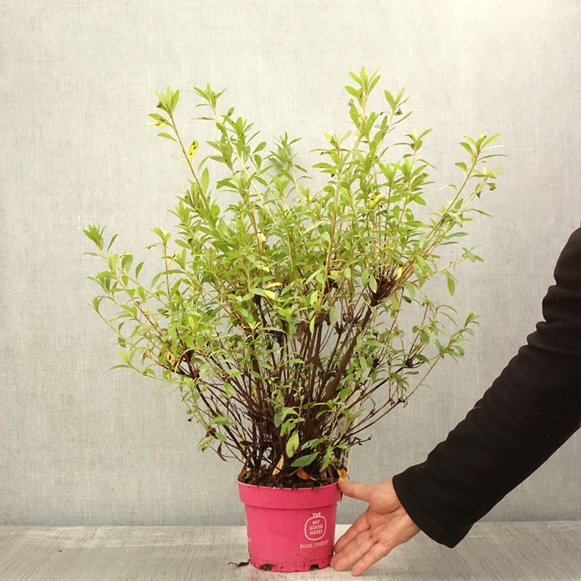 Spécimen de Azalée du Japon Pink Spider - Rhododendron hybride Pot de 2L/3L tel que livré en automne