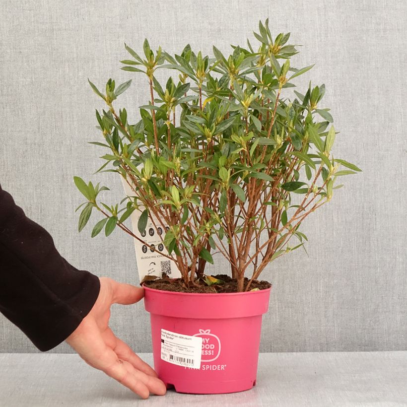 Spécimen de Azalée du Japon Pink Spider - Rhododendron hybride Pot de 2L/3L tel que livré en hiver