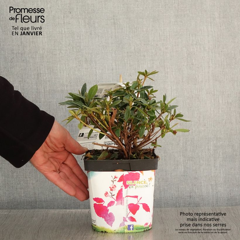 Spécimen de Azalée du Japon Purple Splendor - Rhododendron hybride Pot de 2L/3L tel que livré en hiver
