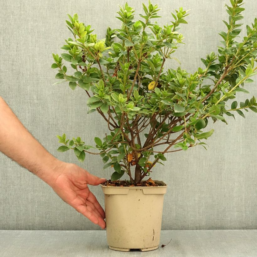 Spécimen de Azalée du Japon Rêve de Lilas - Rhododendron hybride Pot de 3L/4L tel que livré en été