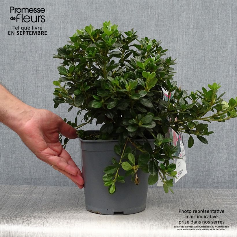 Spécimen de Azalée du Japon Sachsenstern - Rhododendron hybride Pot de 3L/4L tel que livré en automne