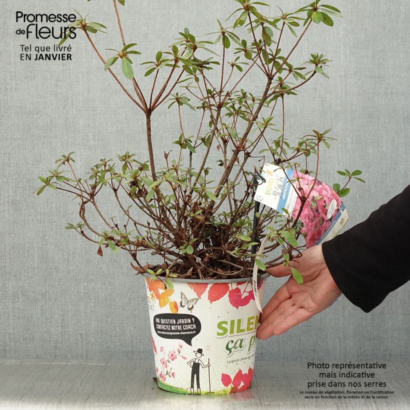 Spécimen de Azalée du Japon Vuyk's Rosyred - Rhododendron hybride. Pot de 4L/5L tel que livré en hiver