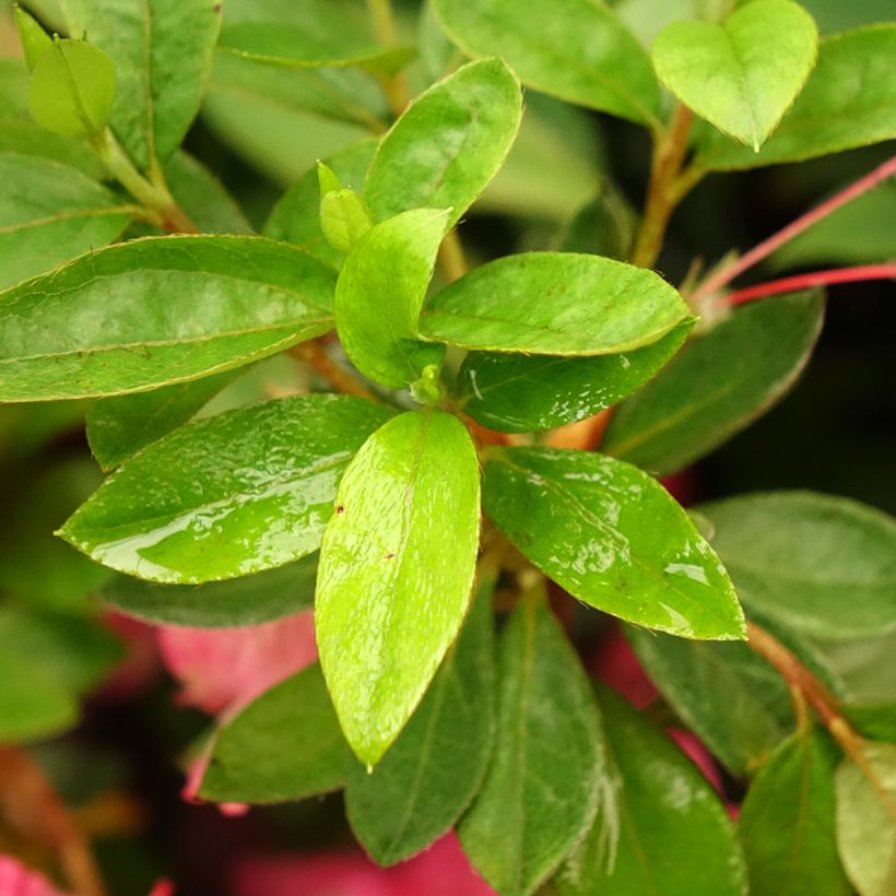 Azalée du Japon Vuyk's Rosyred - Rhododendron hybride. (Feuillage)