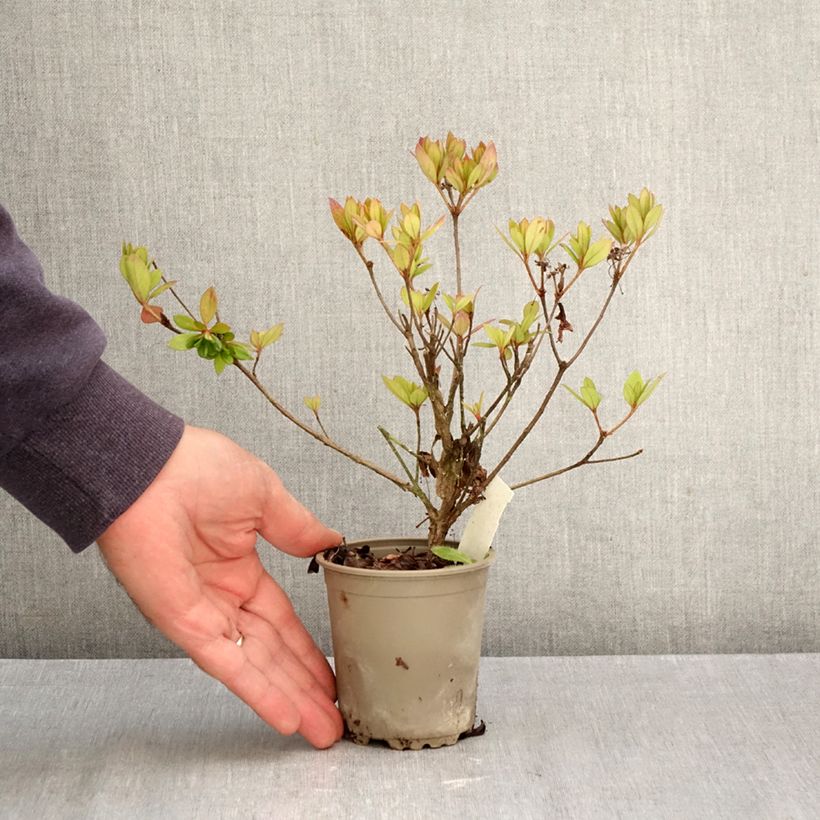 Spécimen de Azalée du Japon Vuyk's Rosyred - Rhododendron hybride. Godet de 8/9 cm tel que livré en automne