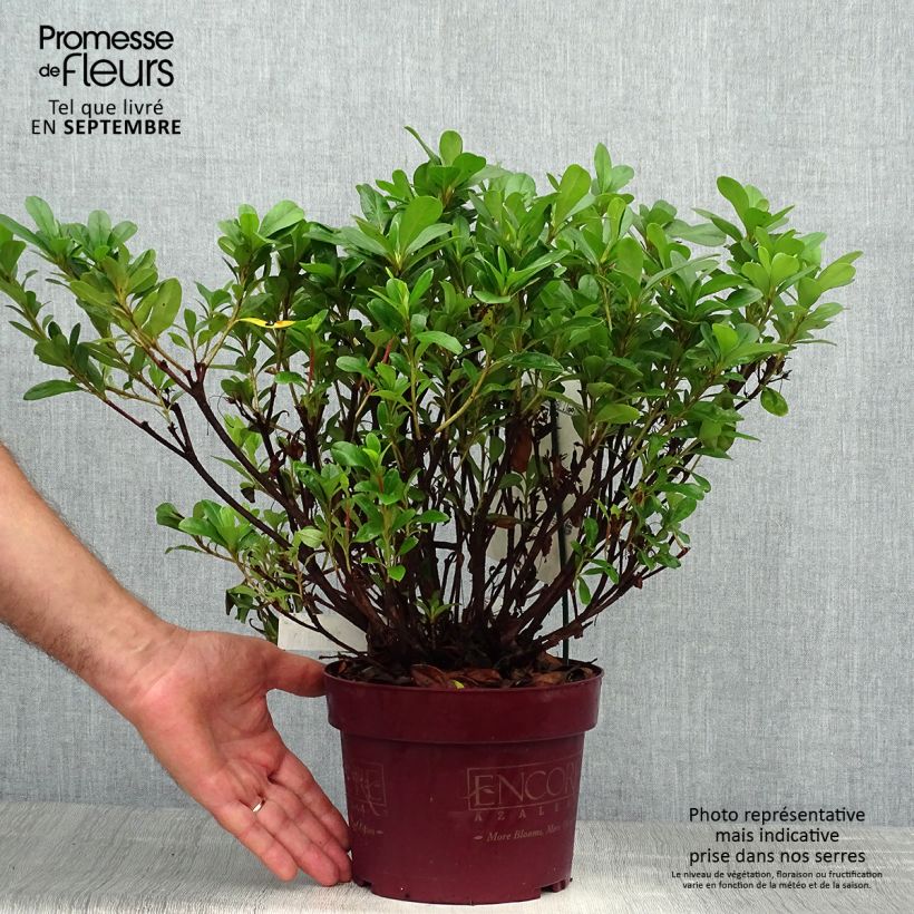 Spécimen de Azalée hybride ENCORE® Sunburst Pot de 3L/4L tel que livré en automne