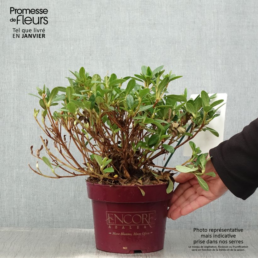 Spécimen de Azalée hybride ENCORE® Sunburst Pot de 3L/4L tel que livré en hiver