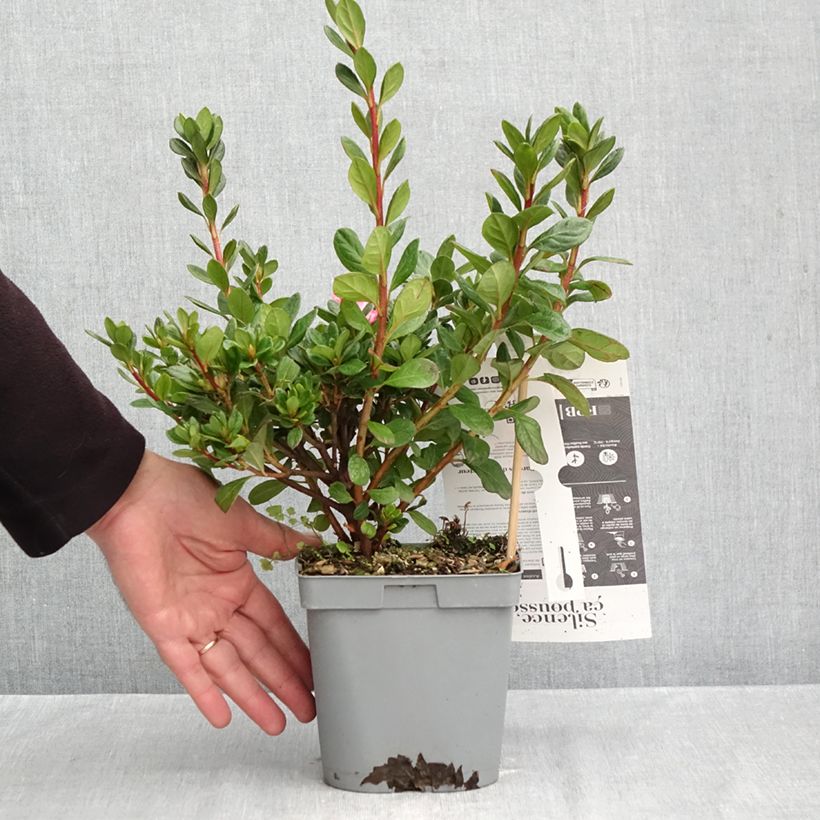 Spécimen de Azalée hybride Repetita Pink - Azalée remontante Pot de 2L/3L tel que livré en automne
