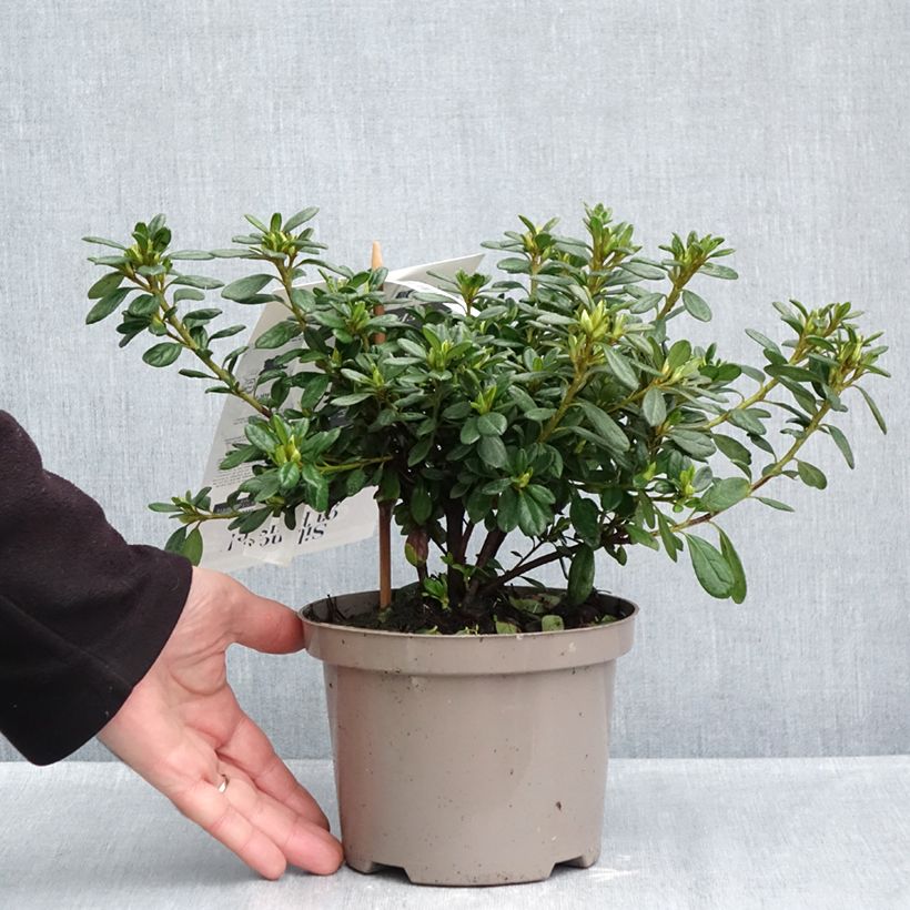 Spécimen de Azalée hybride REPETITA White - Azalée remontante Pot de 2L/3L tel que livré en automne
