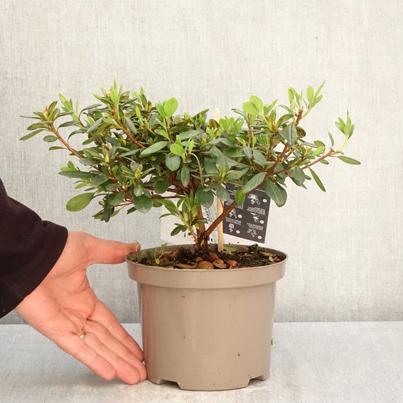 Spécimen de Azalée hybride REPETITA White - Azalée remontante Pot de 2L/3L tel que livré au printemps