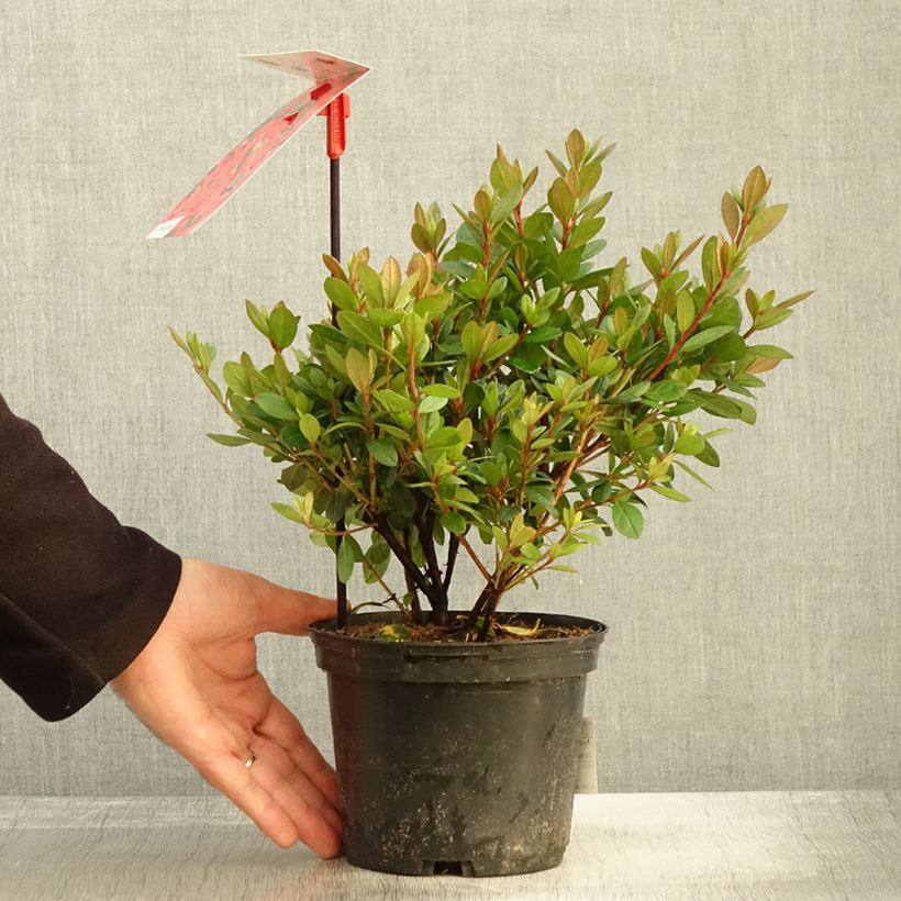 Spécimen de Azalée japonaise - Azalea japonica Arabesk Pot de 1,5L/2L tel que livré en automne
