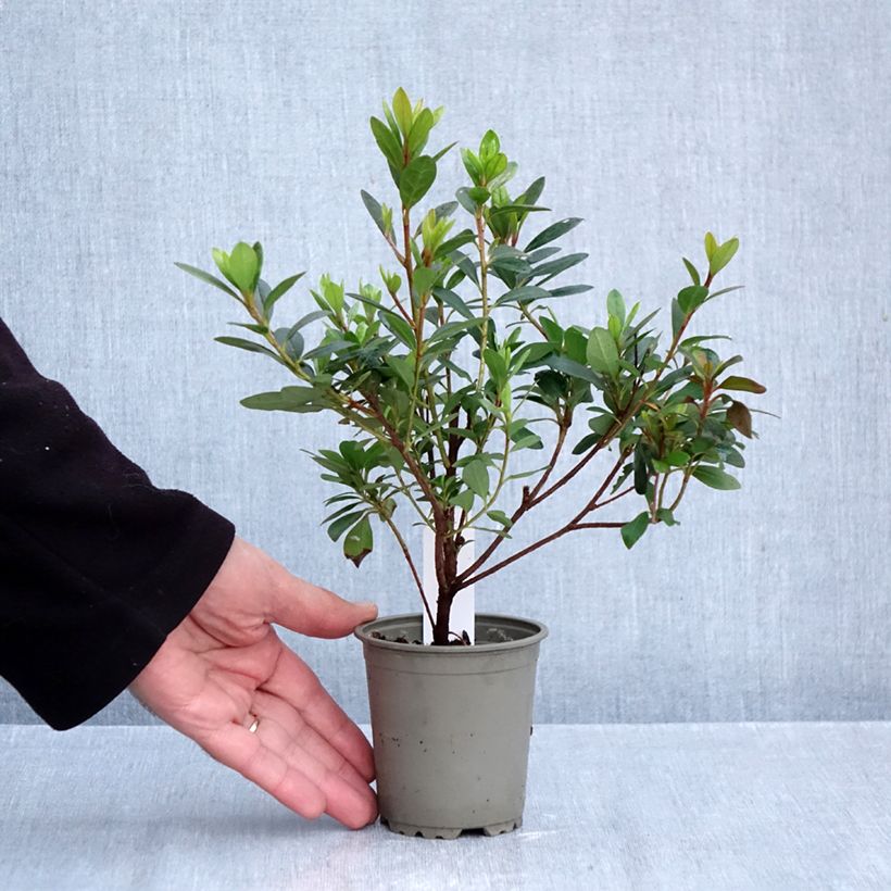 Spécimen de Azalée japonaise - Azalea japonica Arabesk Godet de 8/9 cm tel que livré en automne