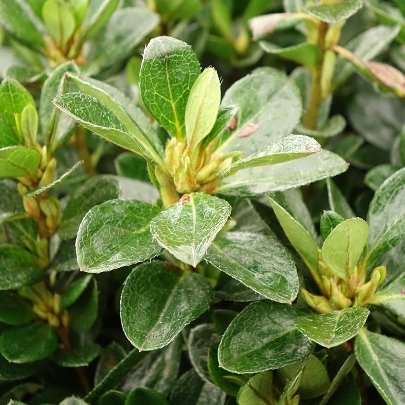 Azalée japonaise - Azalea japonica Izumi no mai (Feuillage)