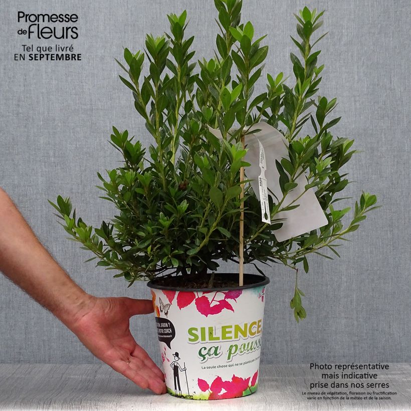 Spécimen de Azalée japonaise Rosa King Pot de 4L/5L tel que livré en automne