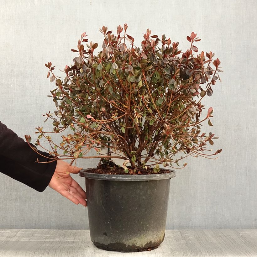 Spécimen de Azalée japonaise - Azalea japonica Stewartstonian Pot de 12L/15L tel que livré en automne