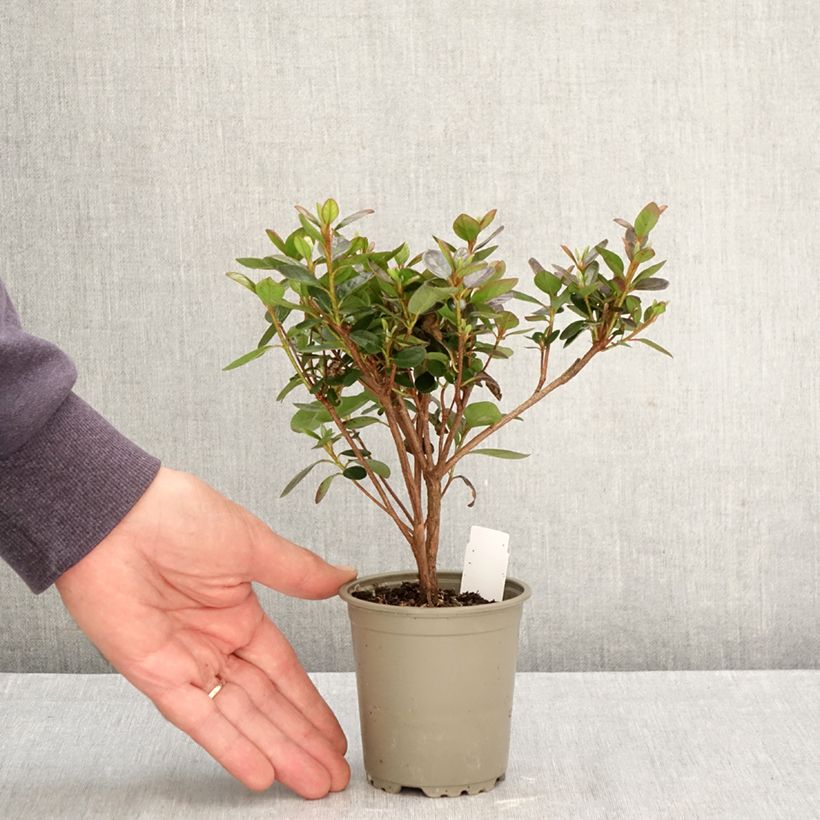 Spécimen de Azalée japonaise Blaauw's Pink - Rhododendron hybride Godet de 8/9 cm tel que livré en automne