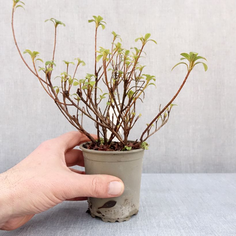 Spécimen de Azalée japonaise Blaauw's Pink - Rhododendron hybride Godet de 8/9 cm tel que livré en hiver