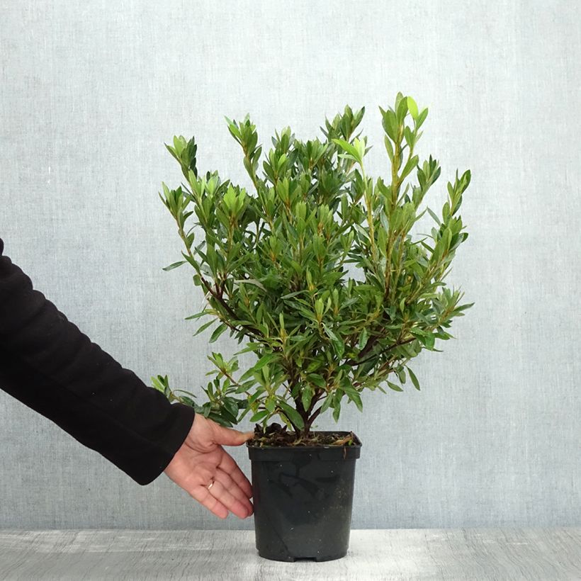 Spécimen de Azalée japonaise Melle - Rhododendron hybride Pot de 2L/3L tel que livré en automne