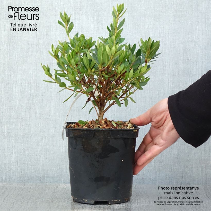 Spécimen de Azalée japonaise Melle - Rhododendron hybride Pot de 2L/3L tel que livré en hiver