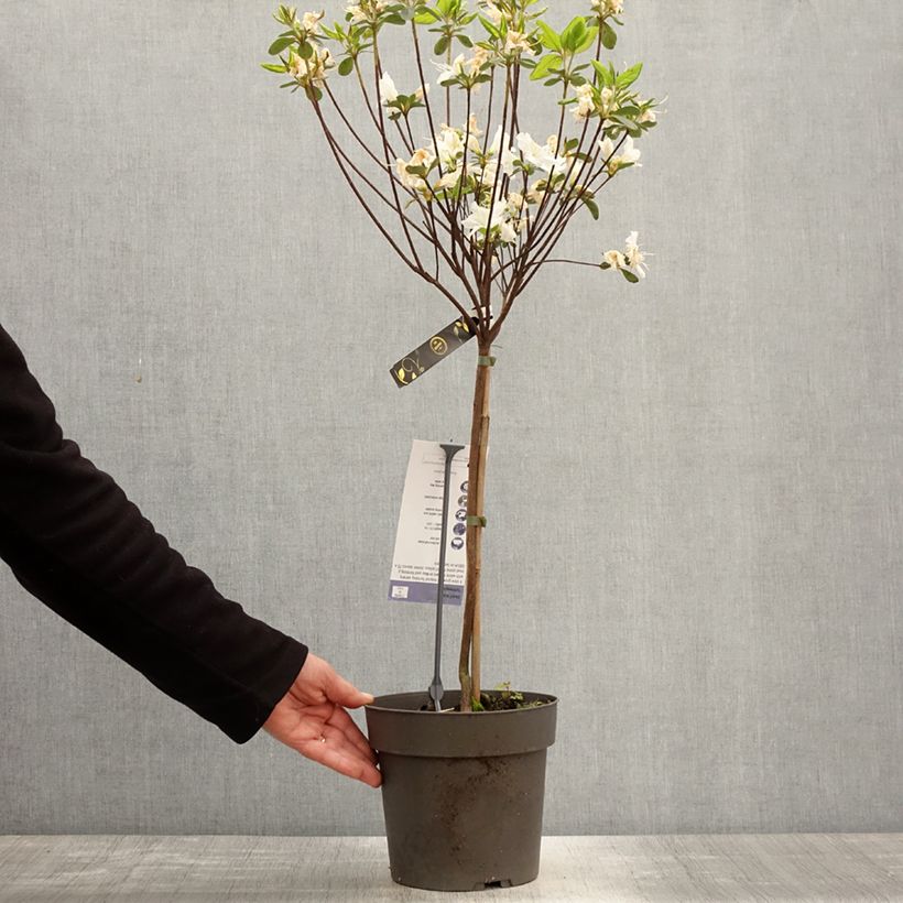 Exemplar von Azalea obtusum Schneeglanz - Japanische Azalee Topf mit 4L/5L, Stamm wie im Frühjahr geliefert