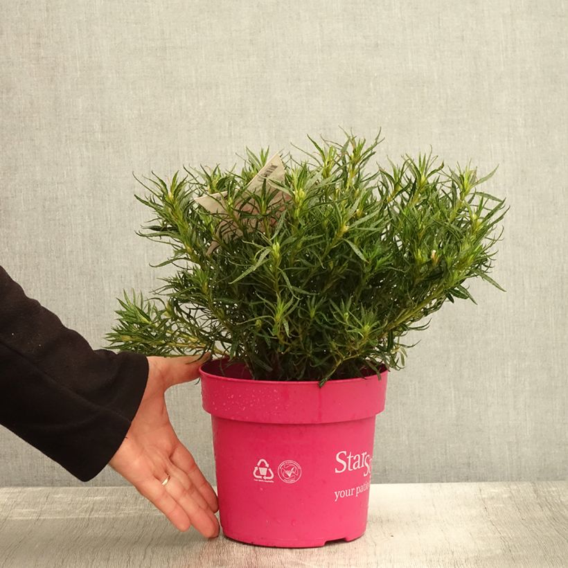 Spécimen de Azalée japonaise Star Style Pink - Azalea japonica Pot de 3L/4L tel que livré en automne