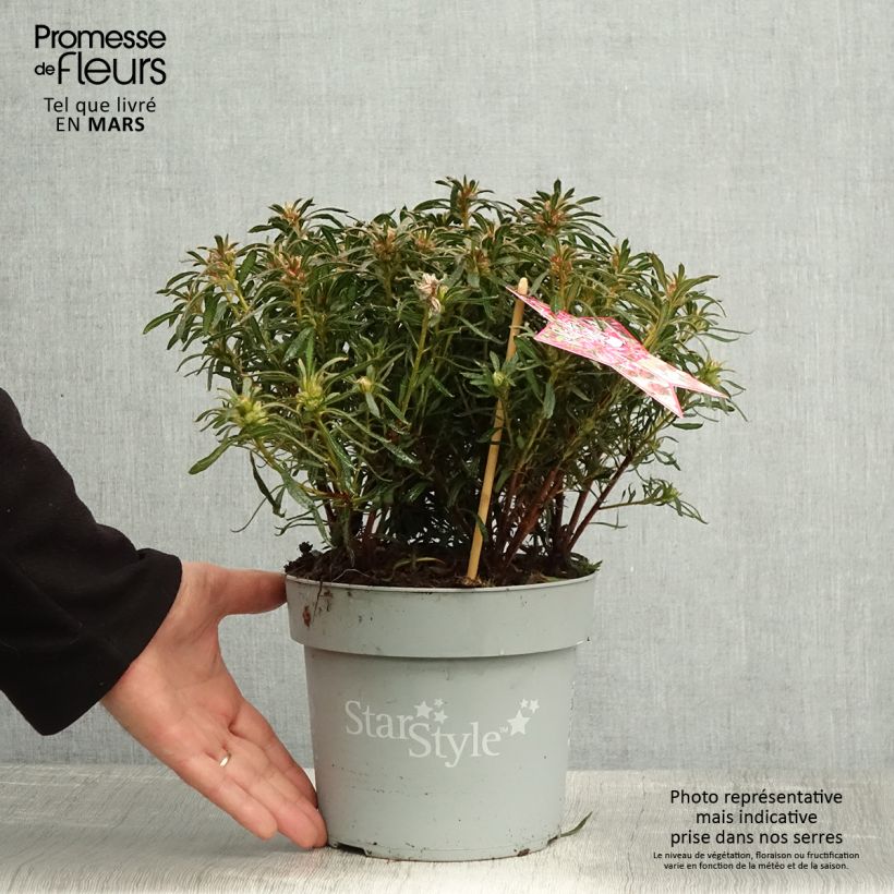 Azalea japonica Star Style Pink AJ10SSRZ 3L/4L pot sample as delivered in spring