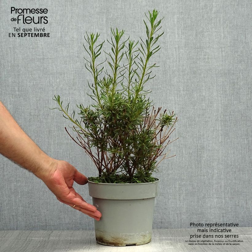 Spécimen de Azalée japonaise Star Style Violet - Azalea japonica Pot de 3L/4L tel que livré en automne
